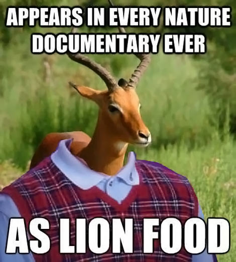 Bad luck gazelle. 