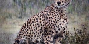 Cheetah nursing her cubs in the rain.