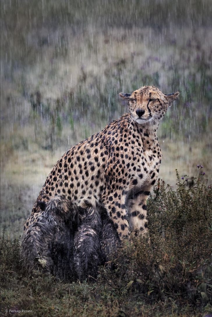 Cheetah nursing her cubs in the rain.