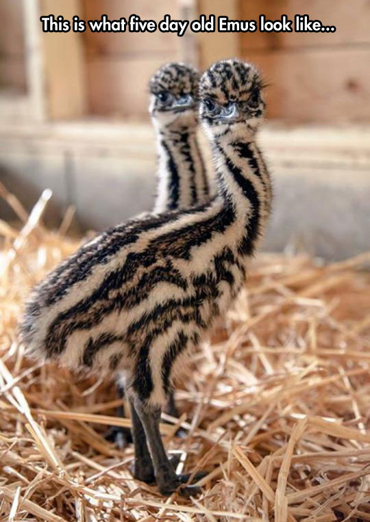 Five day old emus.