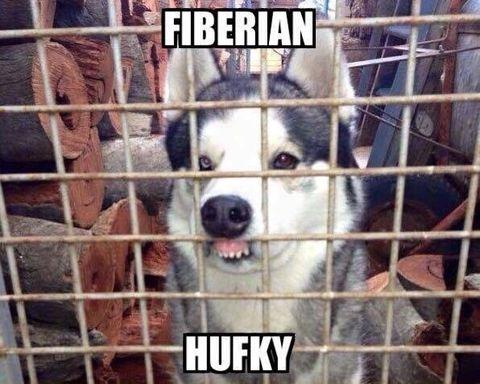 Fiberian hufky