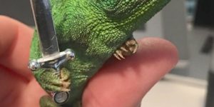 Chameleons will hold onto anything you give them, apparently.