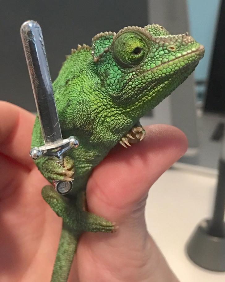 Chameleons will hold onto anything you give them, apparently.