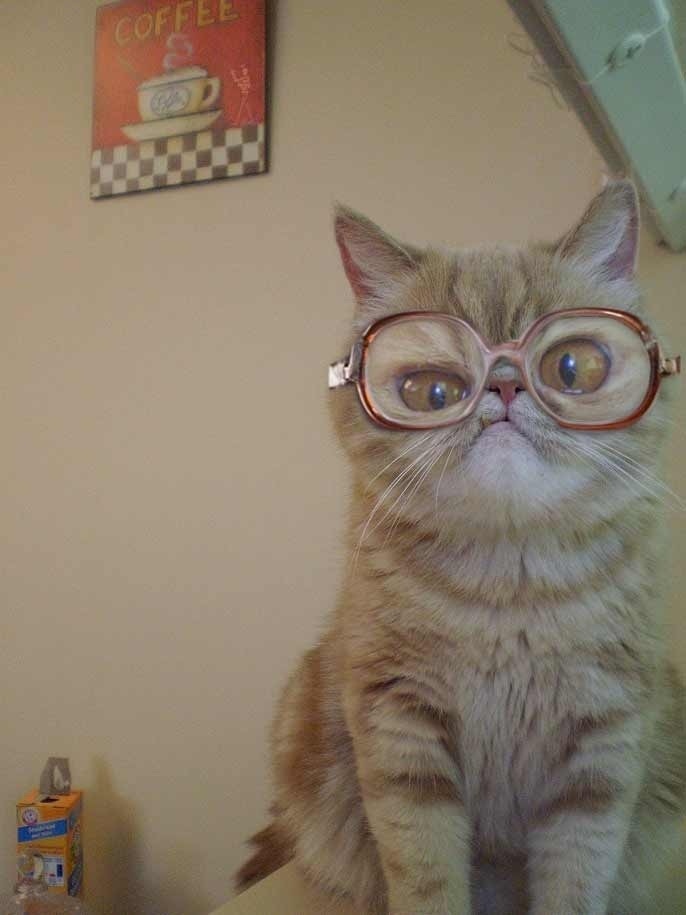 Did you know Bubbles had a cat?