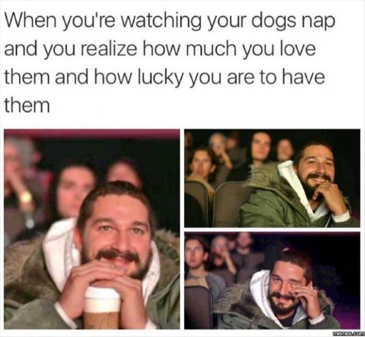 Good dogs