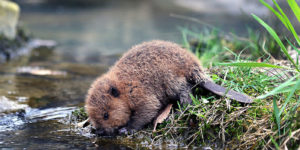 Baby beaver is thirsty