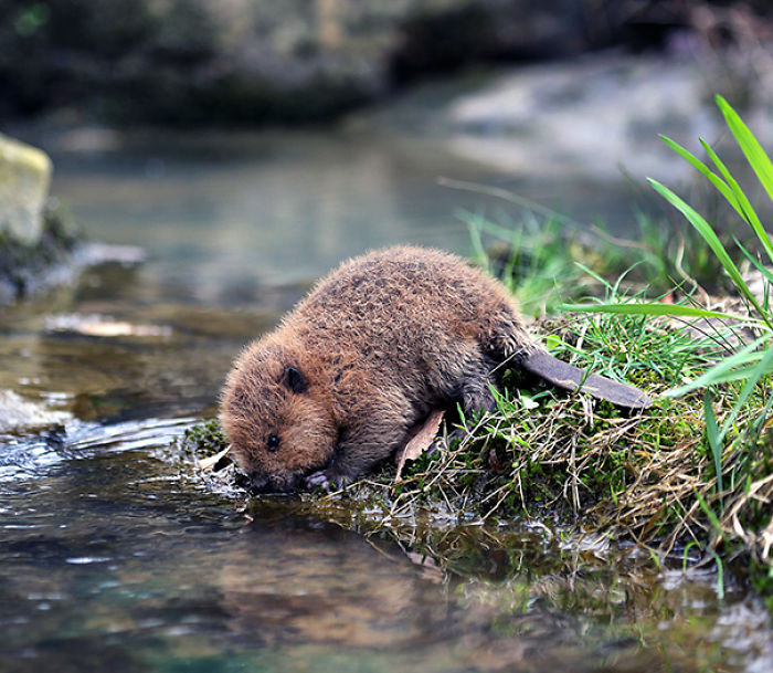 Baby beaver is thirsty