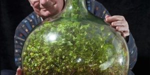 This guy created a self-sustainable plant-in-a-huge-jar project that grew for 40 years inside the jar without opening it.