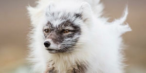 Artic fox mid coat change.