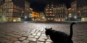 Stray cat in Strasbourg.