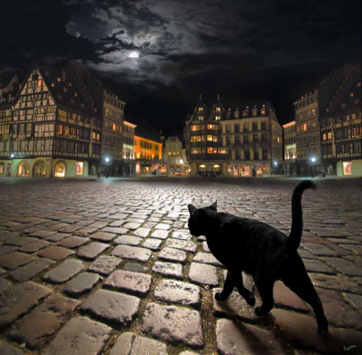 Stray cat in Strasbourg.