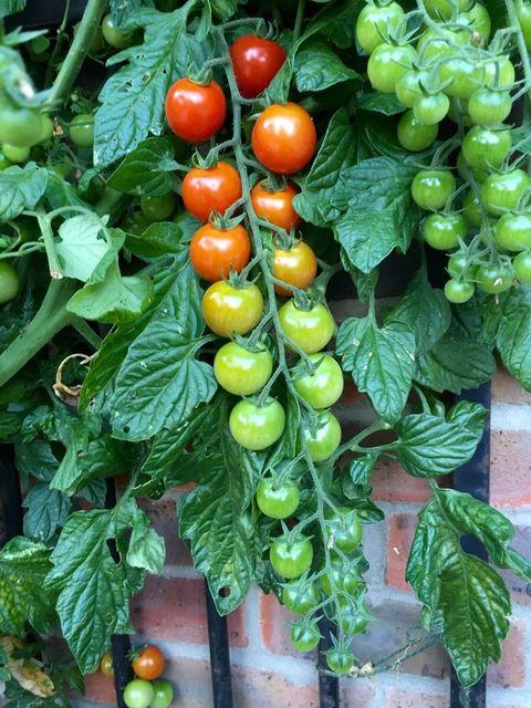 Living tomato ripeness chart