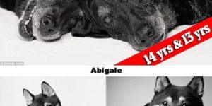 Dog+Years+Portraits+Of+Aging+Dogs+That+Will+Melt+Your+Heart+%28by+Photographer+Amanda+Jones%29
