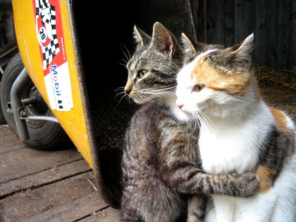 Kitty hugs are cute.