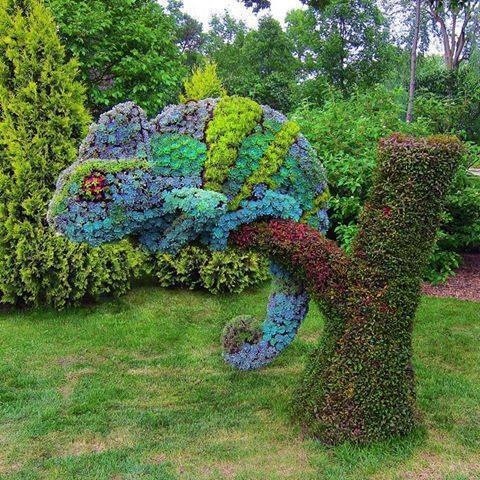 Chameleon topiary.