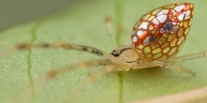 The Australian stained-glass mirror spider.