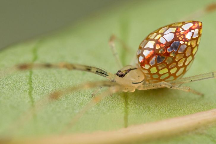 The Australian stained-glass mirror spider.