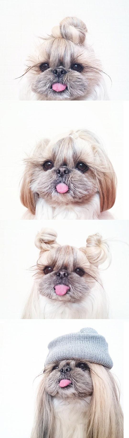 When Your Dog Asks For A New Hairstyle