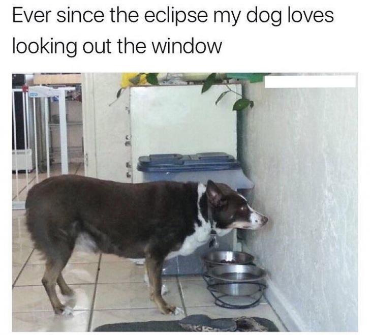 Pupper watched the eclipse.