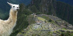 A Llama photobombed my Machupicchu pic.