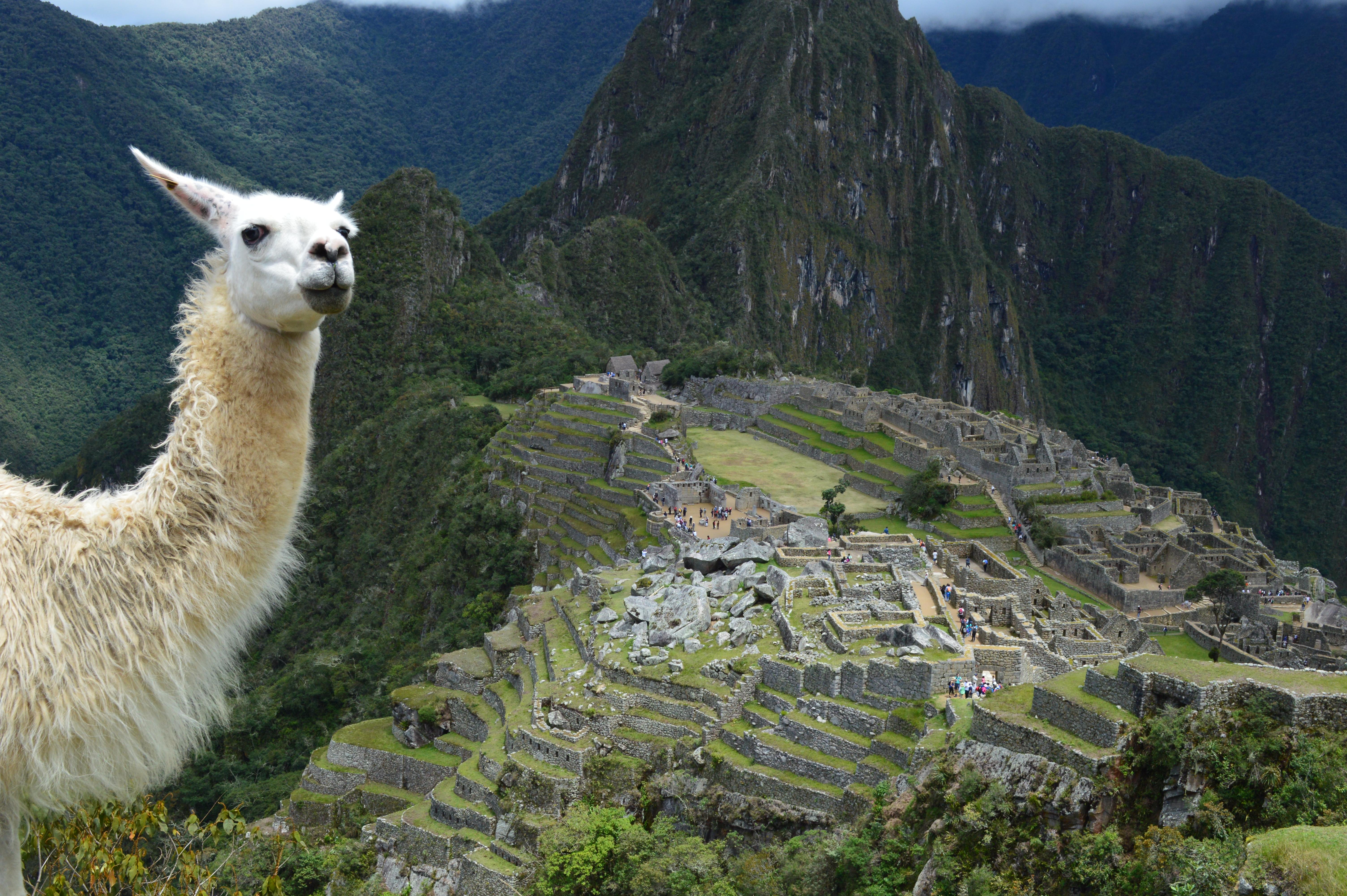 A Llama photobombed my Machupicchu pic.