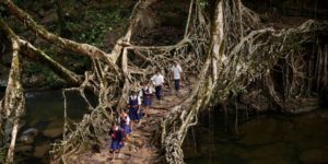 Khasi children cross a bridge grown from the trainable roots of rubber trees.