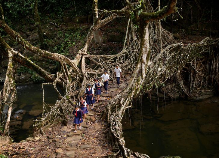 Khasi children cross a bridge grown from the trainable roots of rubber trees.