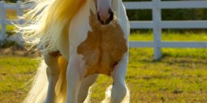 This horse has better hair than I ever will.