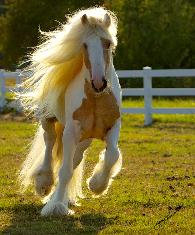 This horse has better hair than I ever will.