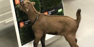 Goats go to Home Depot for samples.