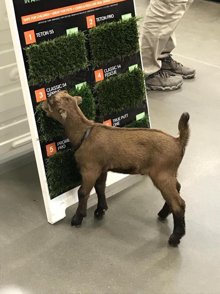 Goats go to Home Depot for samples.