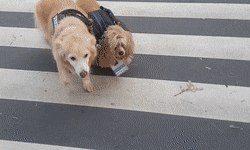 Blind dog crosses the street with the help of his guide dog