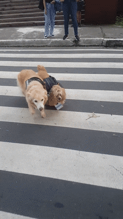 Blind dog crosses the street with the help of his guide dog