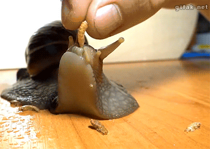 Snails are weird.
