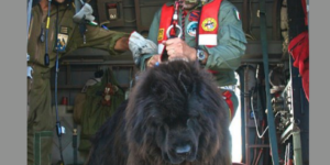 Canada’s Coast Guard dog getting ready to jump into the ocean to make a rescue.