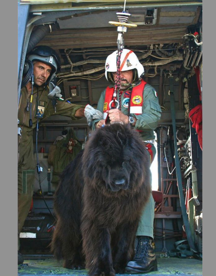 Canada's Coast Guard dog getting ready to jump into the ocean to make a rescue.
