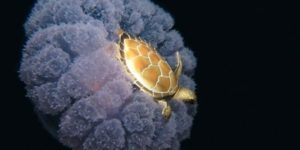 Turtle hitchhiking on a jelly fish.