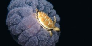 Turtle+hitchhiking+on+a+jelly+fish.