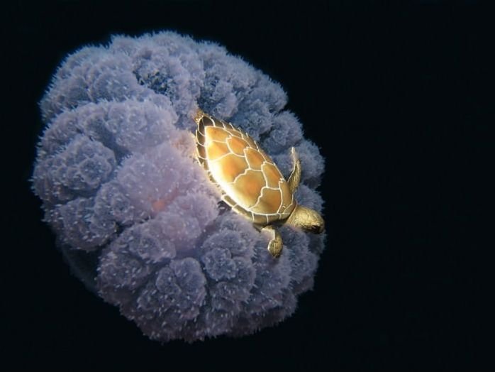 Turtle hitchhiking on a jelly fish.