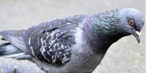 First world pigeon problems.