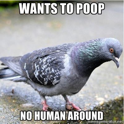 First world pigeon problems.