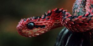 The Autumn Adder from Indonesia