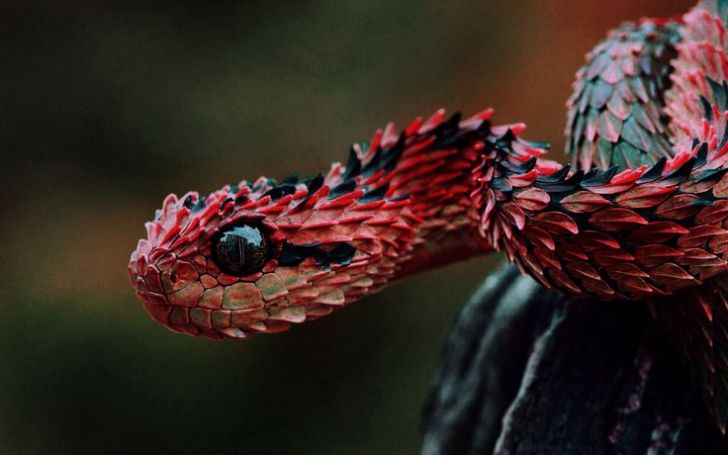 The Autumn Adder from Indonesia