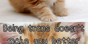 A bunch of kittens lay down the truth