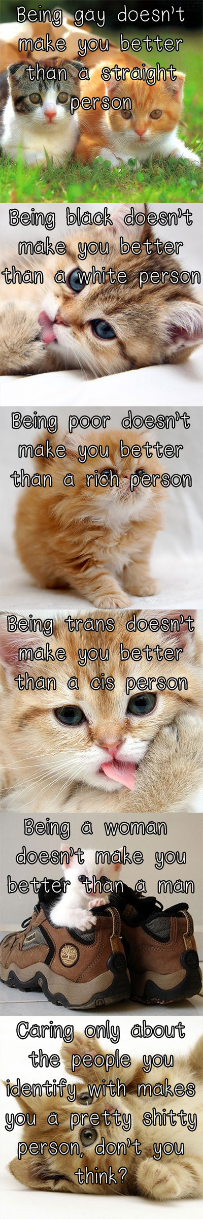 A bunch of kittens lay down the truth