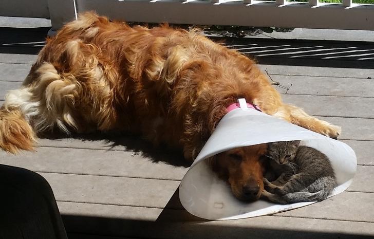 Nice to have a buddy when you're down and out