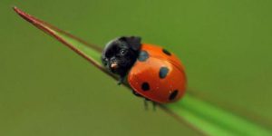 Ladypug.