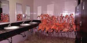 The Miami Zoo’s flamingoes’ temporary shelter during Hurricane Andrew 20 years ago today