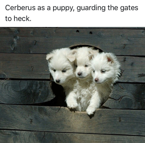 They're a good boy
