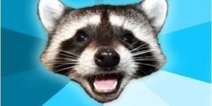 Silly raccoon….